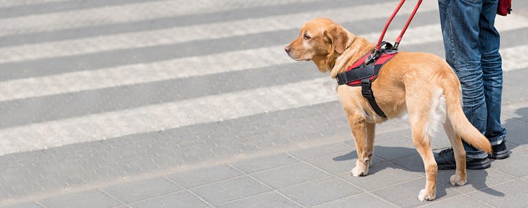 How to Train Golden Retrievers as Service Dogs